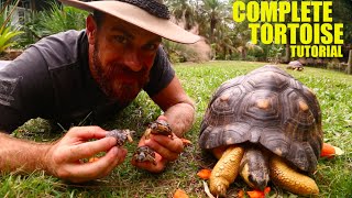 The Ultimate Radiated Tortoise Care Instructions [upl. by Pokorny357]