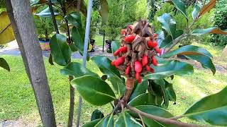 Southern Magnolia Seeds Magnolia grandiflora [upl. by Nadab368]