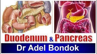 Duodenum and Pancreas Dr Adel Bondok [upl. by Guillema343]