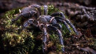 Costa Rican Zebra Stripe Knee Tarantula How To CARE for the Aphonopelma seemanni [upl. by Aneerbas281]