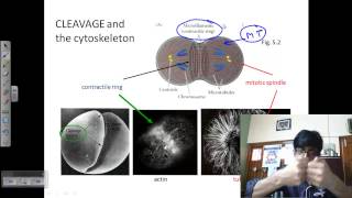 Embryonic stem cells  Cells  MCAT  Khan Academy [upl. by Nalek913]