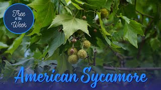 Tree of the Week American Sycamore [upl. by Yeniar838]