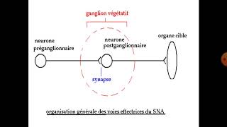 Physiologie du système nerveux autonome 1ier année médecine [upl. by Daryn511]