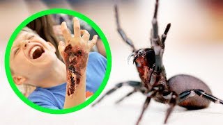 THE MOST DANGEROUS SPIDERS IN AUSTRALIA TOP 10 [upl. by Delorenzo]