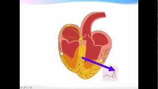 ECGpedia ECG introductiecursus de basics [upl. by Ester]