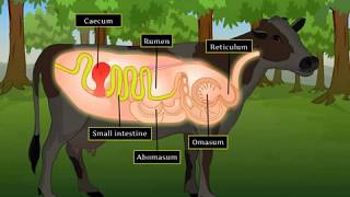 Digestion in Grass Eating Animals  Macmillan Education India [upl. by Remat]