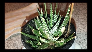 Growing amp Flowering Zebra Haworthia Zebra Plant [upl. by Trini]