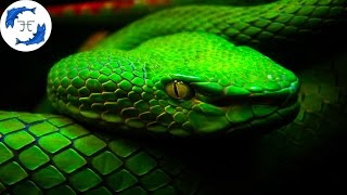 15 Most Venomous Animals on Earth [upl. by Bil]