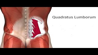 Two Minutes of Anatomy Quadratus Lumborum QL [upl. by Sidnee573]