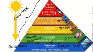 Energy Pyramid [upl. by Jeffrey736]