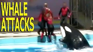 KILLER WHALE ATTACKS HELPLESS PERFORMER AT WATER PARK [upl. by Bibeau587]