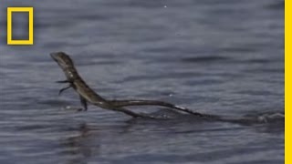 Jesus Christ Lizard  National Geographic [upl. by Chandos]