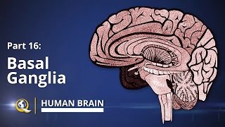 Basal Ganglia  Human Brain Series  Part 16 [upl. by Kreegar]