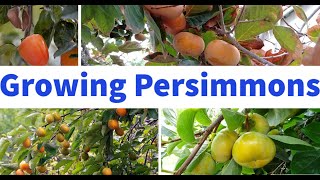 How To Grow Persimmons In Containers [upl. by Nylteak]