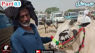 16122024 Today Gondal Mandi latest update MilkingCows Fresh Rate on Gondal Mandicowdairyfarm [upl. by Fleur]