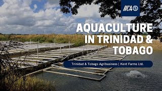 Tilapia Farming in Trinidad amp Tobago Kent Vieira on Aquaculture [upl. by Eveivenej]