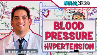 Hypertension  Blood Pressure Regulation  Hypotension [upl. by Borries430]