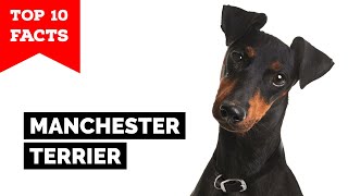 Manchester Terrier  Top 10 Facts [upl. by Domela]