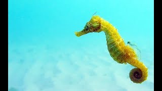 Facts The Seahorse [upl. by Wende883]