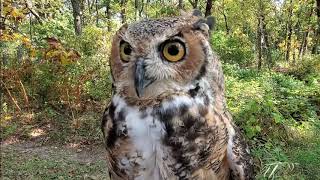 All About Owls Great Horned Owl [upl. by Angid316]