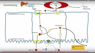 Iron amp Iron Deficiency Anemia Part 2 [upl. by Irene671]