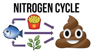 What Is the Nitrogen Cycle for Aquariums [upl. by Luna]