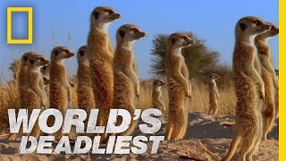 Meerkats Mob Rule  Worlds Deadliest [upl. by Ydnirb]