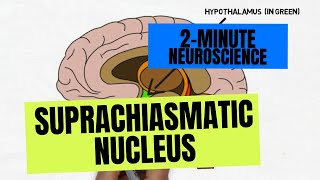 2Minute Neuroscience Suprachiasmatic Nucleus [upl. by Pellikka]