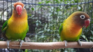 Lovebird Singing amp Chirping Sounds  Green Fischer Pair [upl. by Calise]