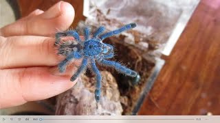 Caribena Versicolor  The Caribbeans most beautiful tarantula Care rehousing and fun [upl. by O'Neil]