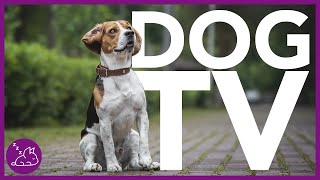 DOG TV  Deeply Entertaining Video For Dogs To Watch NEW [upl. by Ahsenauq]