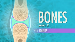 Joints Crash Course Anatomy amp Physiology 20 [upl. by Mellins450]