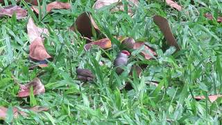 Common Waxbills Foraging [upl. by Yhtir990]