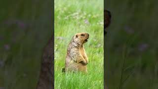 Marmot Scream [upl. by Attelocin971]