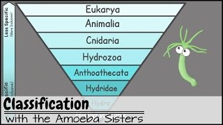 Classification [upl. by Arianie]