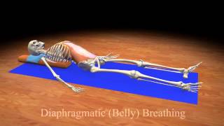 Diaphragmatic Belly Breathing [upl. by Tamera561]