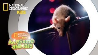 Rat Genius  Awesome Animals [upl. by Moina515]