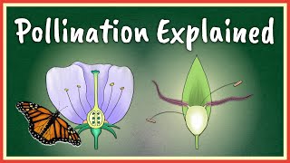 Pollination Explained [upl. by Mcclure]