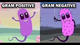 GRAM POSITIVE VS GRAM NEGATIVE BACTERIA [upl. by Ahsyia862]