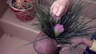 How to Grow Tillandsia Cyanea  Gardening Advice [upl. by Ennovihc]