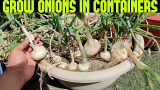 How To Grow Onions At Home  START TO FINISH [upl. by Mala]