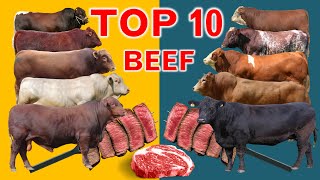 Top 10 Cattle Beef Breeds  Highest Average Daily Gain the World from Weaning to Yearling Age [upl. by Eittik11]