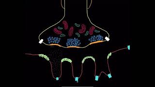 NM physiology 4 Production of Acetylcholine [upl. by Nnaed]