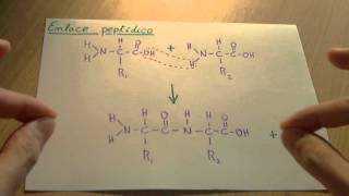 Enlace peptídico  Biología proteinas [upl. by Gamali]