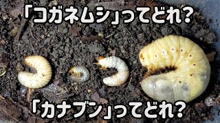 コガネムシ類とカナブン類の幼虫って何か違うの？Whats the Difference Between Leaf Chafer Larvae and Flower Chafer Larvae [upl. by Neuberger916]