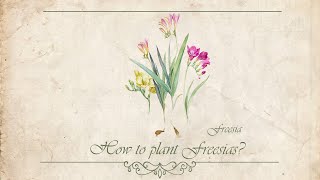 How to plant Freesias [upl. by Ian940]