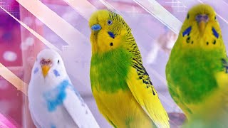 3 Hour Sounds of Budgies for Lonely Birds [upl. by Tichonn]