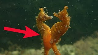 Cute SeaHorse Mating and Giving Birth [upl. by Atiekan]