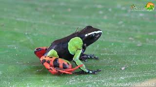 Madagascan Mantella Frog [upl. by Mcclish]