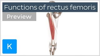 Functions of the rectus femoris muscles preview  Human 3D Anatomy  Kenhub [upl. by Ainivad]